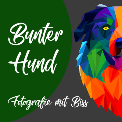 Bunter Hund – Fotografie mit Biss