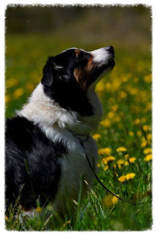 Pearl im Profil
