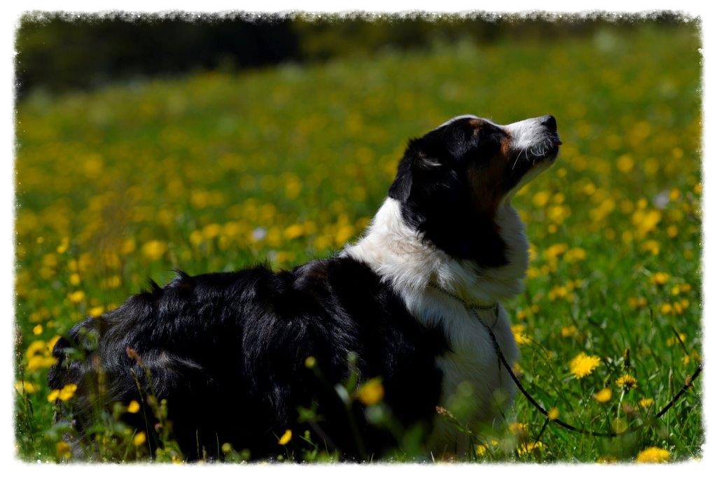 Pearl auf der Blumenwiese