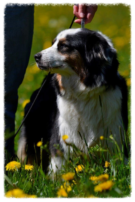 Pearl sitzend auf der Wiese