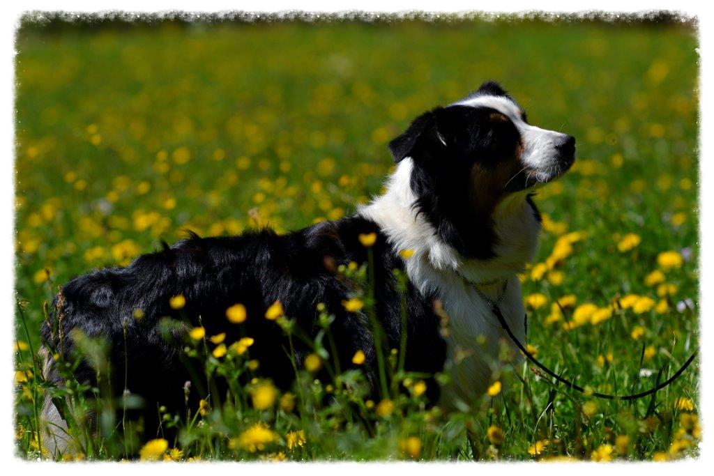 Pearl auf der Blumenwiese