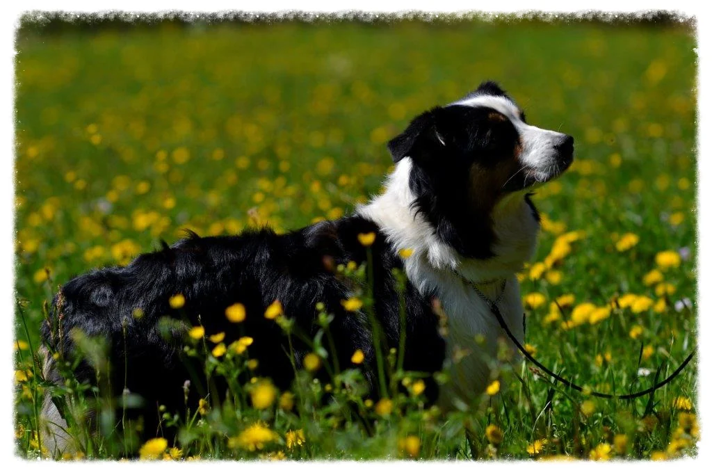Pearl auf der Blumenwiese