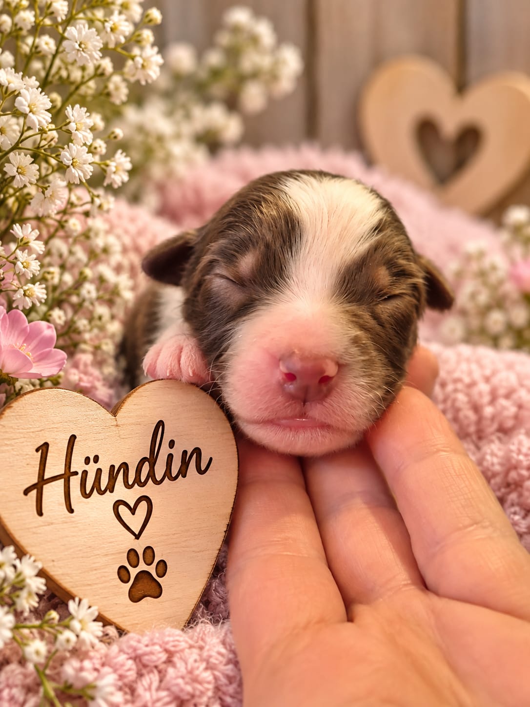 Sanvenganza Australian Shepherd Welpe