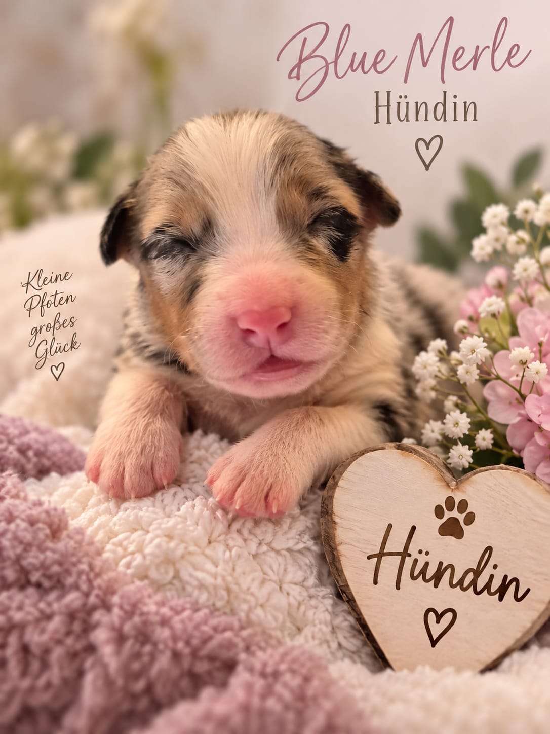 Sanvenganza Australian Shepherd Welpe